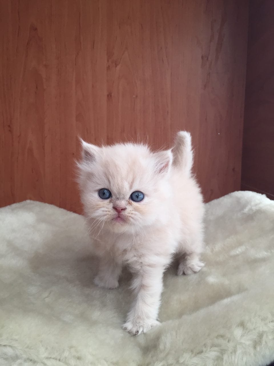 flat face cat