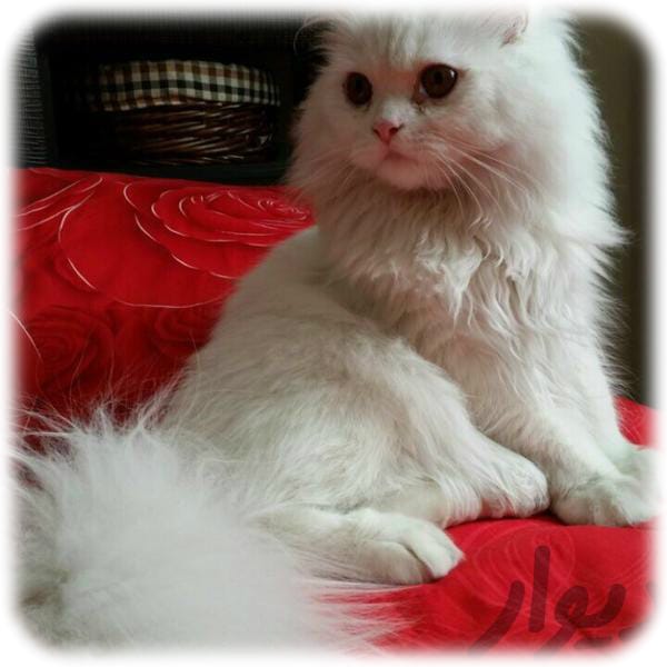 flat face persian cat price