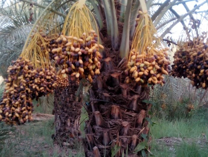 Persian Zahedi Dried Dates,zahedi dates,iranian dates,iranian zahedi dates,persian dates,dates,exporter dates,zahedi dates price,buy zahedi dates,buy dates