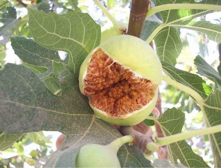 Persian Dried Figs Quality A,Dried Figs,Persian Dried Figs,Dried Figs Quality A,iranian Dried Figs Quality A,iranian Dried Figs,Dried Figs from iran,iran figs