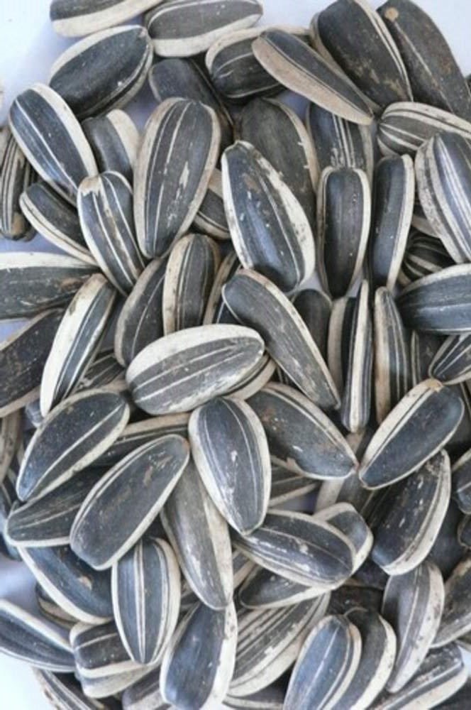 Salted Sunflower Seeds,Persian Sunflower Seeds,Sunflower Seeds,Sunflower,Seeds,shamshiri Sunflower Seeds,Sunflower Seeds salty