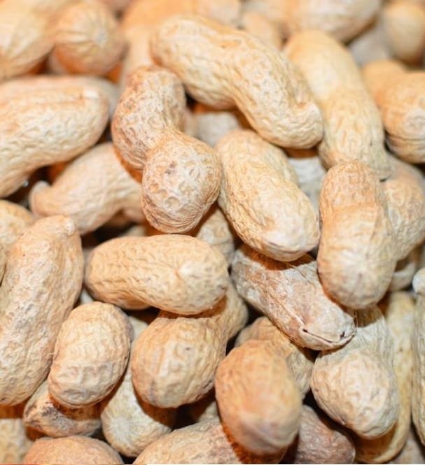 Persian raw Peanut With Shell,Salted Peanut With Shell,Peanut With Shell,Peanut With Skin,Peanut Shell,raw Peanut,iranian nuts,iranian peanut,persian peanut raw