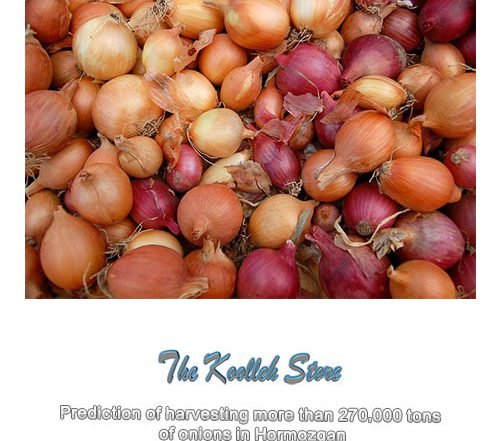 Forudsigelse om at høste mere end 270.000 tons løg i Hormozgan , Onions egenskaber, Onion, Onion News, Onion Export, Onion Production, Onion Purchase, Onion Sale in Store, First Class Iranian Onion Purchase, Iranian Onion Sale, Dryed Onion, Onion, koolleh Store